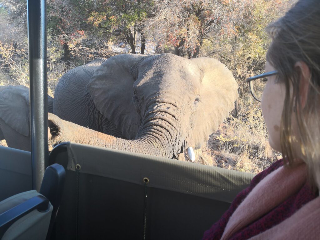 A curious ellie sniffs us out